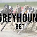 greyhound bet