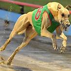 bet greyhounds